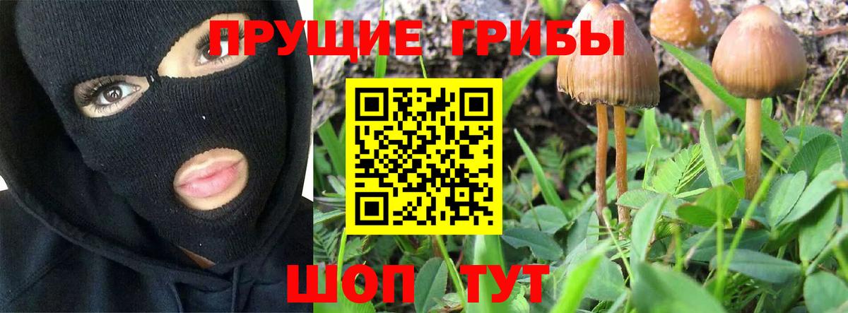 Галлюциногенные грибы Psilocybe Лабинск